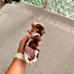 Florence - Brown and white female Aussiedoodle puppy in Dunn, North Carolina from Sandy Creek Kennels