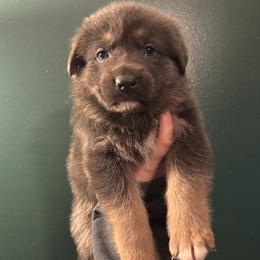 Brady - Blue male German Shepherd puppy in Watervliet, Michigan from M&M Shepherd Farms