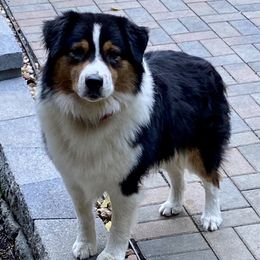 Blaze - Australian Shepherd