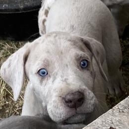 Great Dane Puppies from Texas Devine Danes