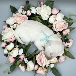 Golden Retrievers and Labrador Retrievers from Leavitt Retrievers
