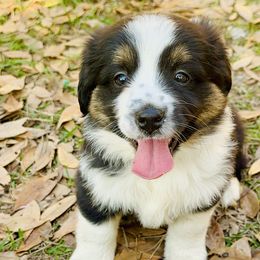 Comet - Miniature Australian Shepherd puppy from Sun & Moon Aussies