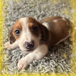 Ian - Piebald male Dachshund puppy in Aiken, South Carolina from State Eight Dachshunds
