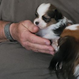 Papillon Puppies from Suzanne Johnson Papillons