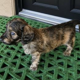 Husk AKC Cream Brindle dapple longhaired mini dachshund - Dapple male Dachshund puppy in Las Cruces, New Mexico from The Dachshund Den