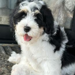Rachel - Black and white female Bernedoodle puppy in Oologah, Oklahoma from Timber Hills Poodles and Doodles