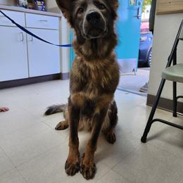 Royal - German Shepherd