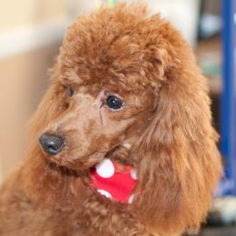 Berry - Poodle