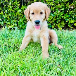 Sky - Light golden female Golden Retriever puppy in Santa Ana, California from American Golden Retrievers