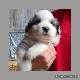 Grey collar - White and badger male Great Pyrenees puppy in Mikado, Michigan from Brittain Family Farm