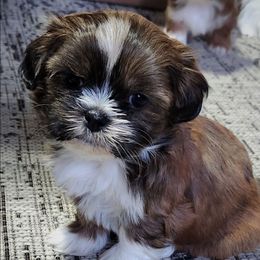 Tramp - Brindle male Shih Tzu puppy in Wolcottville, Indiana from Ducky's Doodles