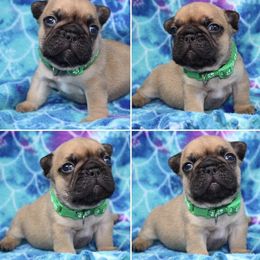 French Bulldog Puppies from SnortVille Bullies