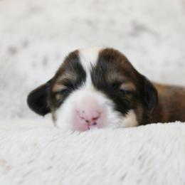 Lily (fluffy) - Red female Pembroke Welsh Corgi puppy in Goliad, Texas from Rogers’ Fluffy Butt Corgis
