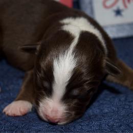 Sparkler - Red tri female Miniature Australian Shepherd puppy in Kissee Mills, Missouri from Clinkenbeard Kennel