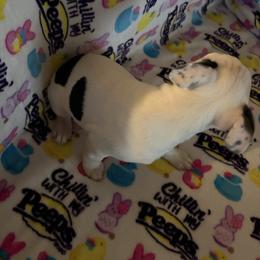 Luna - Black and white female Boston Terrier puppy in Charleston, West Virginia from Mountain Momma Bostons