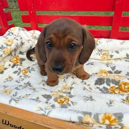 Shorthair dark shaded red - Sable male Dachshund puppy in Manteca, California from Sweet and Low Dachshunds