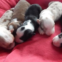 Toy Australian Shepherd puppies from Triple-s-kennel