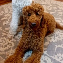 Gamora - Poodle
