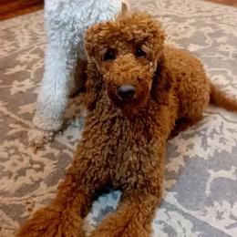Gamora - Poodle