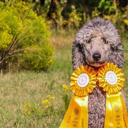 Poodles from Bible Belt Ranch