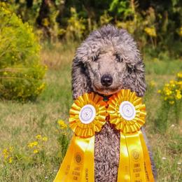 Poodles from Bible Belt Ranch