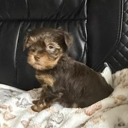 Penny AKC - Chocolate and tan female Yorkshire Terrier puppy in Labelle, Florida from Chocolate and Parti Yorkies in Florida