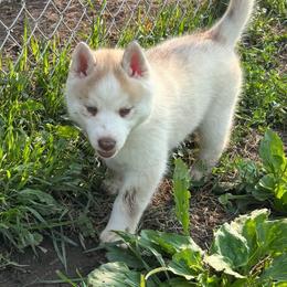 Girl 3 - Bronze - Sable and white female Siberian Husky puppy in Independence, Wisconsin from Hito's Huskies
