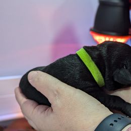 Labrador Retriever Puppies from Starfire Labradors