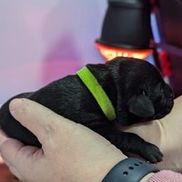 Labrador Retriever Puppies from Starfire Labradors