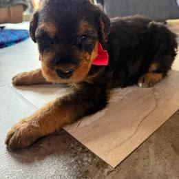Girl 1 - Black and tan female Airedale Terrier puppy in Holton, Michigan from Yoder’s Airedale Terriers