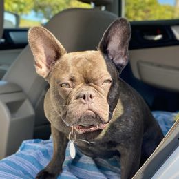 Briar Rose - French Bulldog