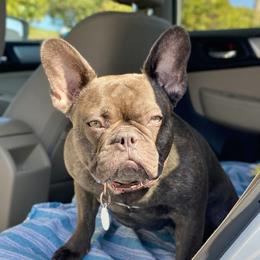 Briar Rose - French Bulldog