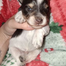 Opie - Parti male Miniature Schnauzer puppy in Gonzales, Louisiana from Majestic Marvels Schnauzers