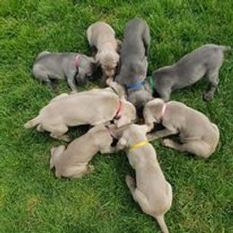Weimaraner Puppies from Miller's Weimaraners