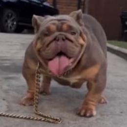 Twinkie - Bulldog