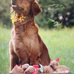 Golden Retriever Puppies from HighRoller Golden Retrievers