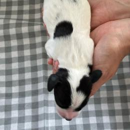Forrest - Black and white male English Springer Spaniel puppy in Fruita, Colorado from Maggie Mae’s Springer Spaniel Spot