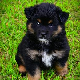 Mr  sexy - Red tri-color male Australian Shepherd puppy in Ranger, Texas from Outback Mini Aussies