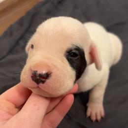 Eloy - White male Dogo Argentino puppy in Winter Haven, Florida from El Riachuelo Dogo Argentino