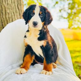 Blaze - Black rust and white male Bernese Mountain Dog puppy in Greenwood, Delaware from A&A Greenwood Puppies