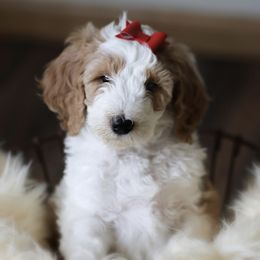 Goldendoodle Puppies from Sac River GoldenDoodles LLC