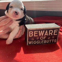 Australian Shepherd Puppies from Lil' Blue Blessings