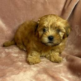 Rose - Red female Havanese puppy in Maryville, Missouri from Dreamworks Havanese