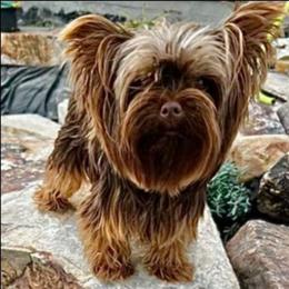 Miley - Yorkshire Terrier