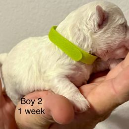 Bichon Frise Puppies from Sissy’s Heavenly Paws