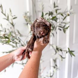 Sweet Tea - Chocolate female Goldendoodle puppy in Greencastle, Indiana from Willow & Co.