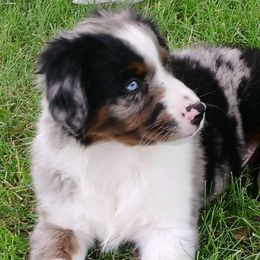 Percy 🫛 - Blue merle Miniature Australian Shepherd puppy in Viking, Minnesota from Son Shine Farm