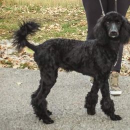 Poodles from Ry Ry's Poodles