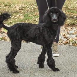 Poodles from Ry Ry's Poodles