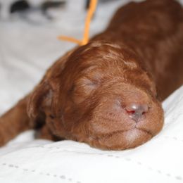 Boy 4 - Goldendoodle puppy in Kingwood, Texas from Prime Doodles